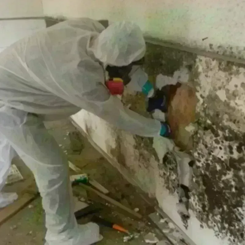 Mold Remediation and Removal in Belton, TX